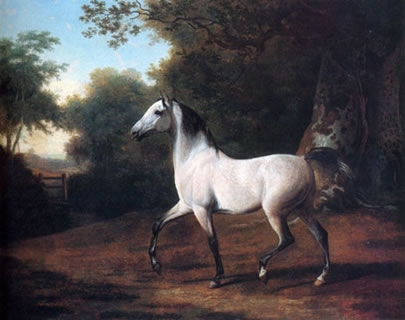 A Grey Arab Stallion in a Wooded Landscape
