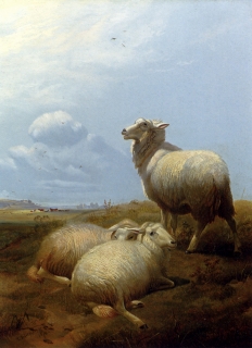 Sheep At Pasture