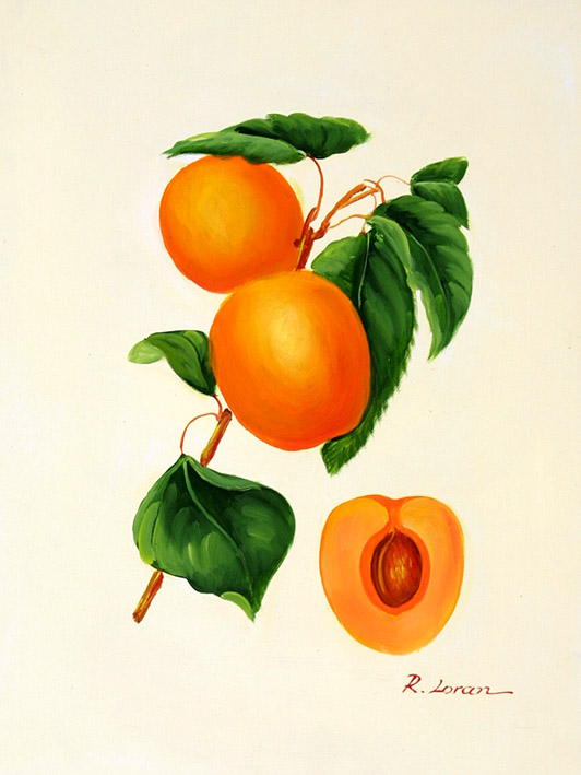 Apricots