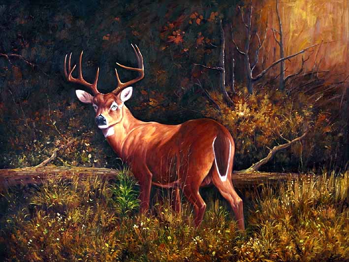 Cautious Deer In Forest