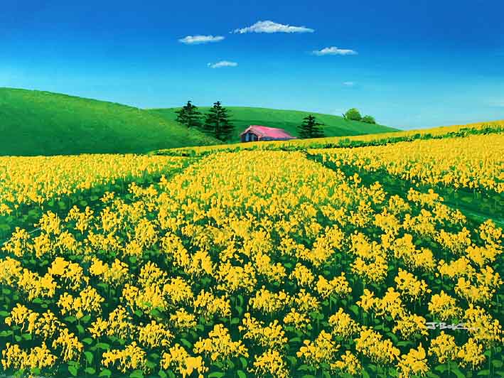 Rape Fields in Full Bloom