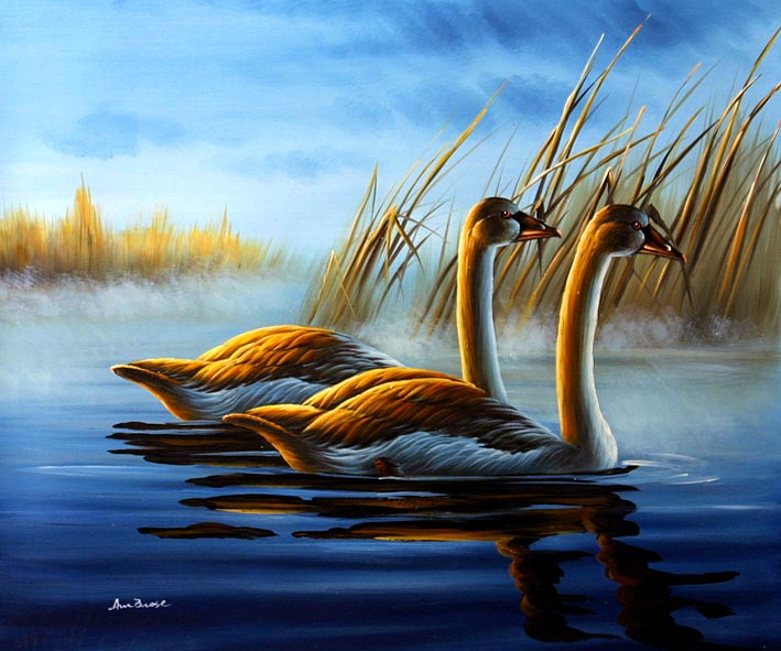 Norwegian White Geese