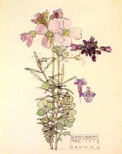 Charles Rennie Mackintosh Cuckoo Flower 1910