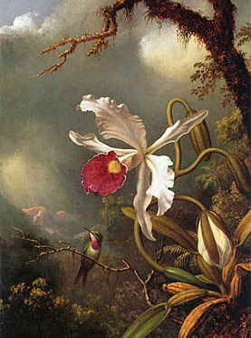 An Amethyst Hummingbird with a White Orchid