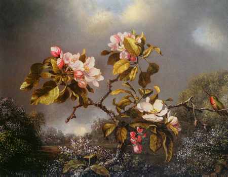 Apple Blossoms and Hummingbird