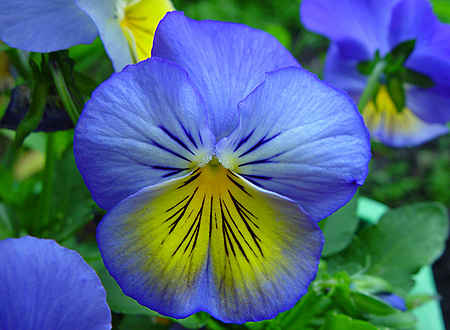 Blue and Yellow Pansies