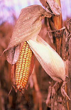 Corn in the Field (detail)