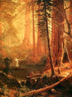 Giant Redwoods of California