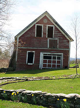 New England Red Barn and Yellow Daffodils