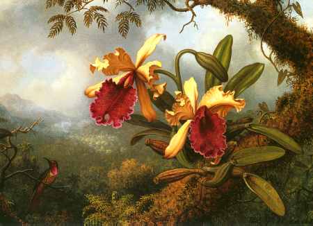 Orchids and Hummingbird