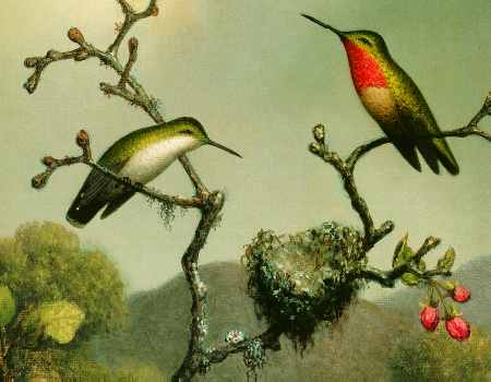 Ruby Throat of North America (detail)