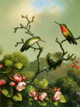 Ruby Throat of North America