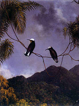 Snowcap Hummingbirds