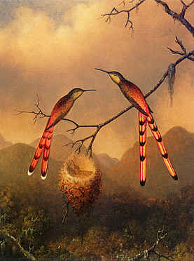 Two Hummingbirds with their Young