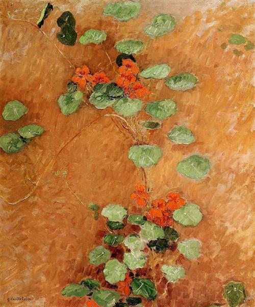 Nasturtiums 1