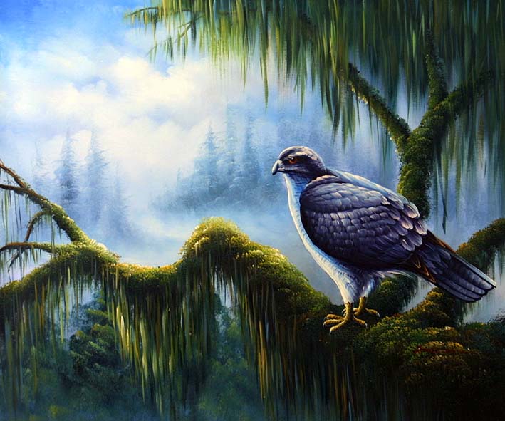 Hawk at Mossy Branch