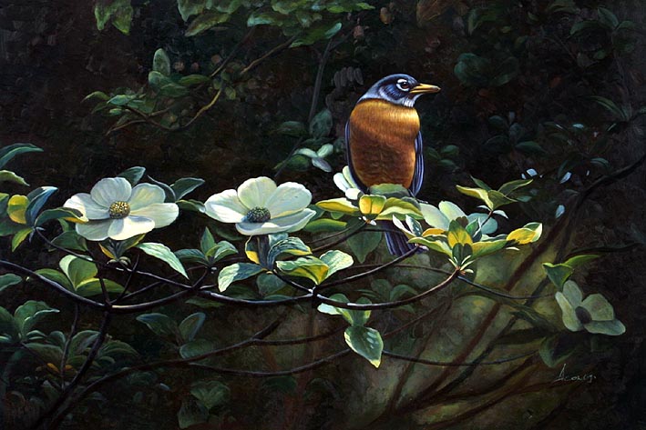 Robin at Blossoming Tree