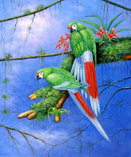 Red Tail Macaws