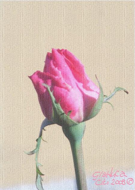 Rose bud.