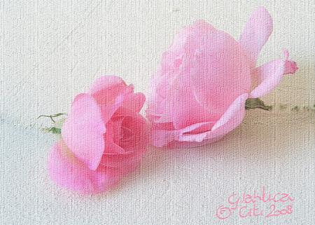 The kiss of the roses