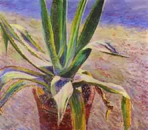 Agave 1897