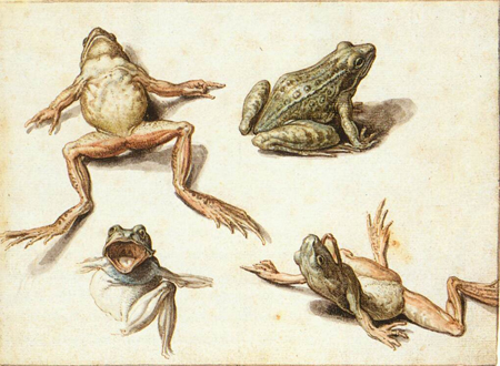 Four Studies of Frogs 1600