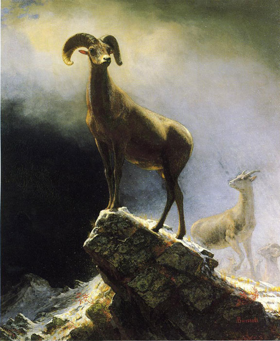 Oil Painting Reproduction of Bierstadt- Rocky Mountain Sheep