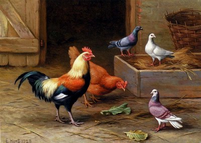 Chickens, Pigeons And A Dove