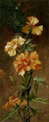 Poppies