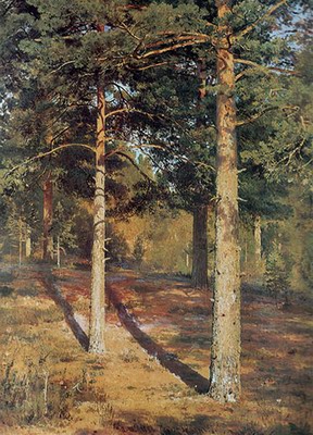 The Sun lit Pines
