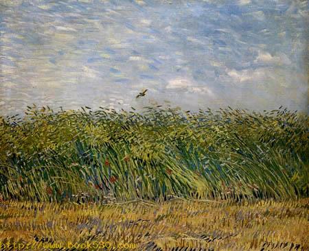 Cornfield