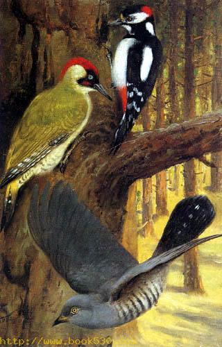 Spotted woodpecker, Green woodpecker and Cuckoo