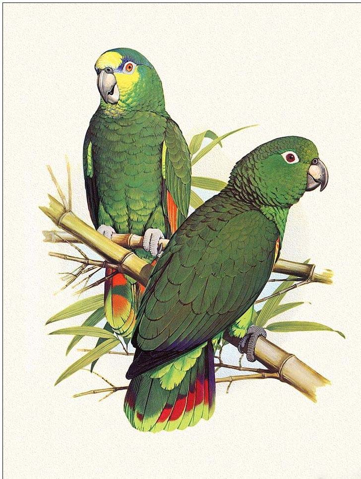 Animal oil painting