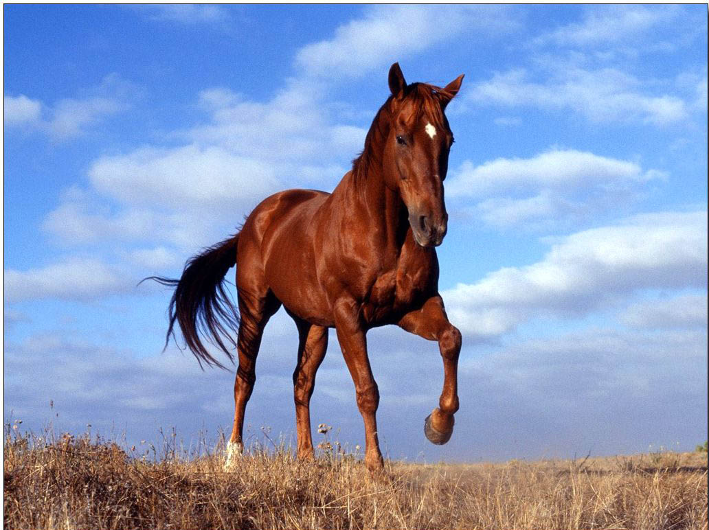 Animal oil painting