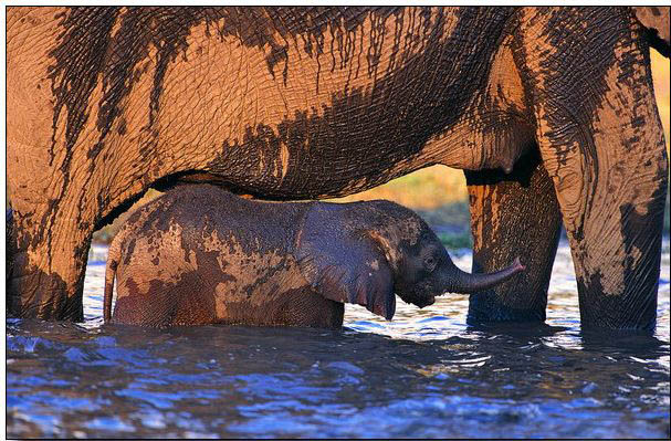 Animal oil painting