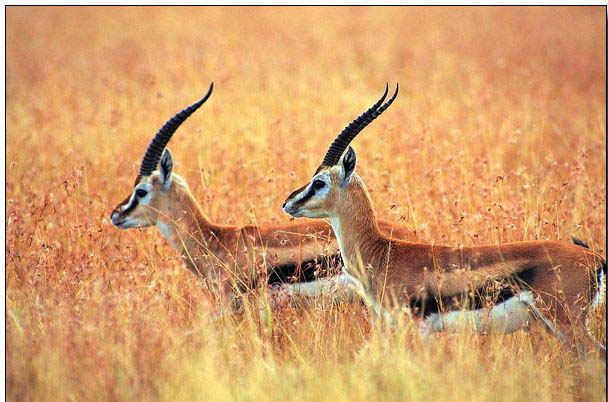 Animal oil painting