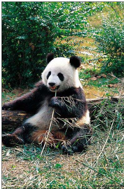 national treasure panda oil painting