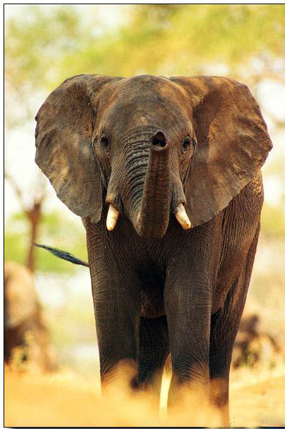 Animal oil painting