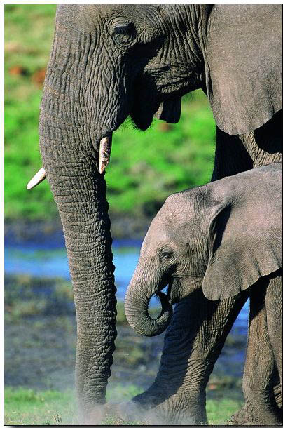 Animal oil painting