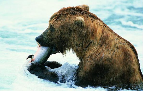 Animal oil painting