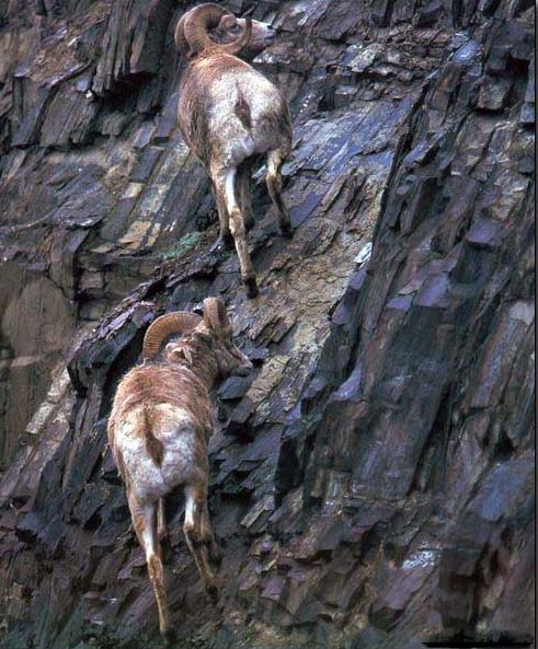 Animal oil painting