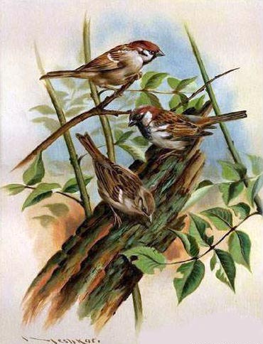 Animal oil painting