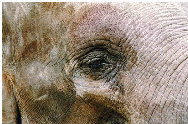 Animal oil painting