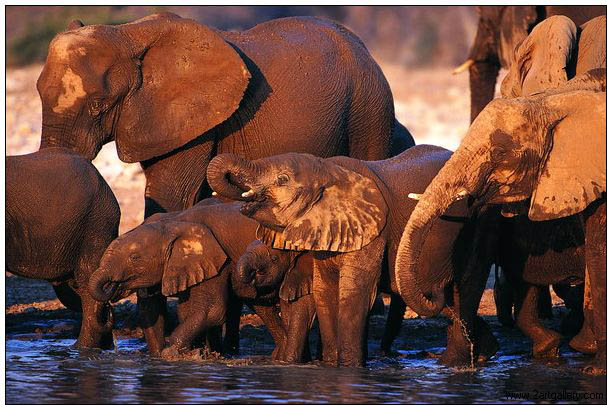 Animal oil painting