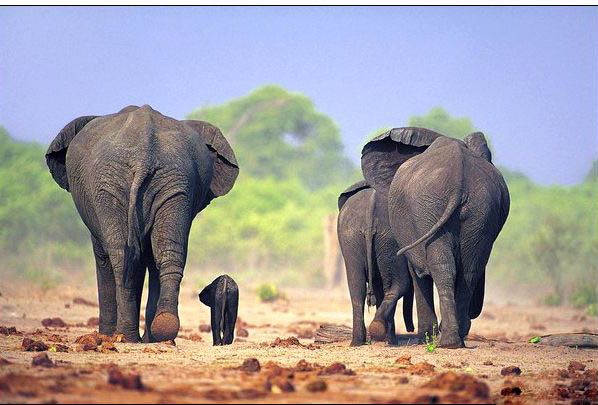 Animal oil painting