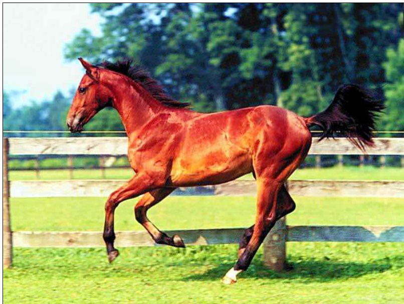 Animal oil painting