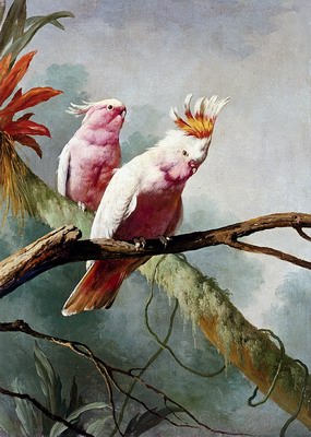 A Pair Of Leadbeaters Cocatoos