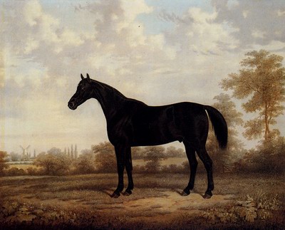 Dark Bay Hunter In A Wooded Landscape