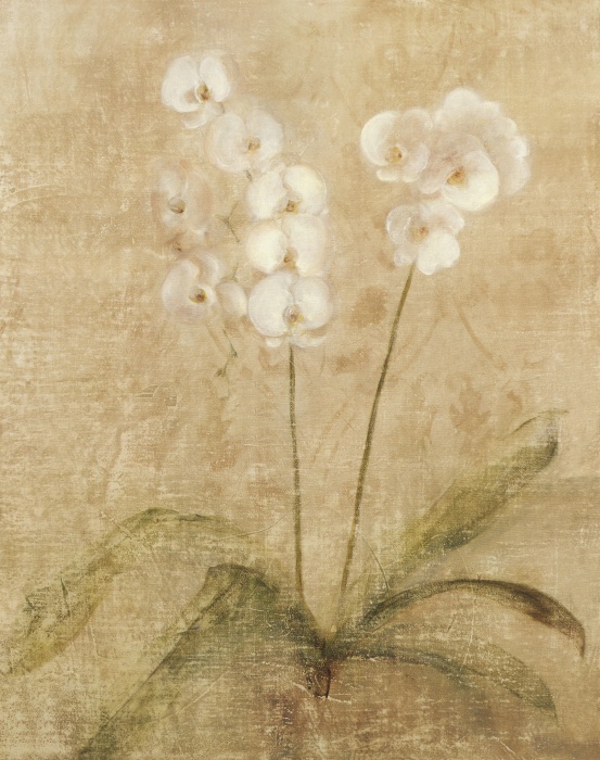 Orchid
