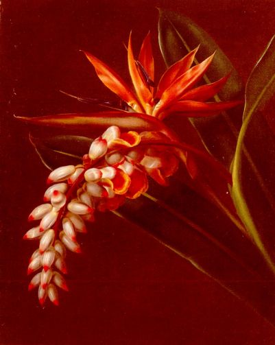 Johan Jensen - Bird Of Paradise